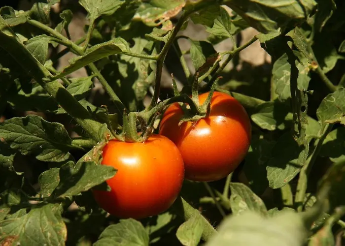 Eco-art Farm * Каш