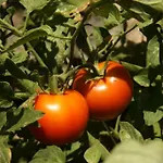 Eco-art Farm * Κας