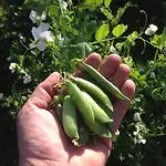 Πανσιόν Eco-art Farm Κας