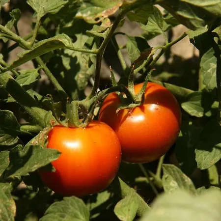 Eco-art Farm * Kaş
