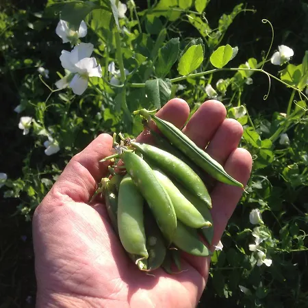 בית הארחה Eco-art Farm קס