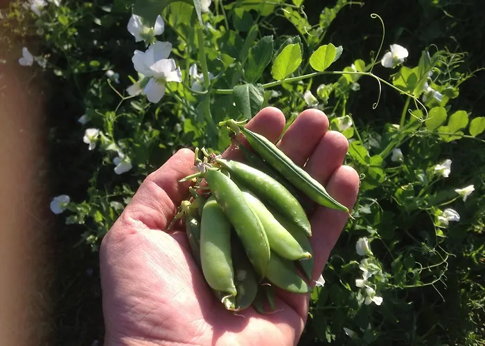 Gasthuis Eco-art Farm Kaş